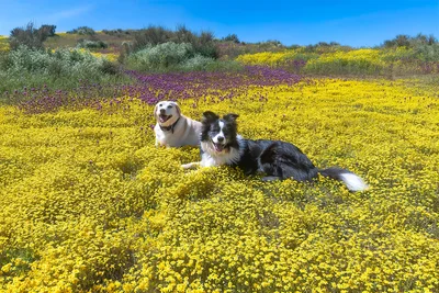 Best pet insurance in California (CA) 2023