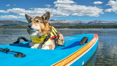 Best pet insurance in Colorado (CO) 2023