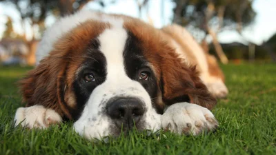 Most expensive dog breeds for pet insurance